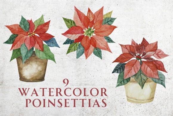 Download Watercolor Christmas Poinsettias - Poinsettias Collection